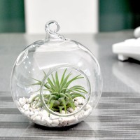 Airplant Terrarium